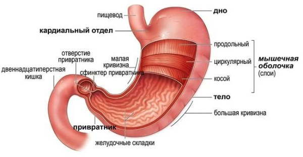 Почему кислотность увеличивается с возрастом