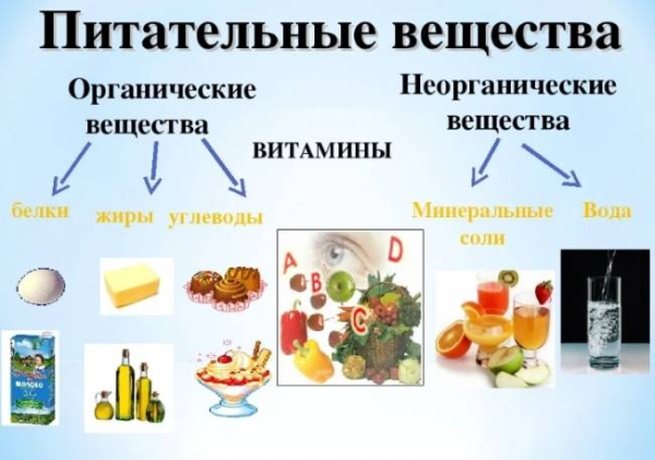 Что такое дефицит питательных веществ