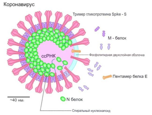 Симптомы варианта коронавируса Эрис