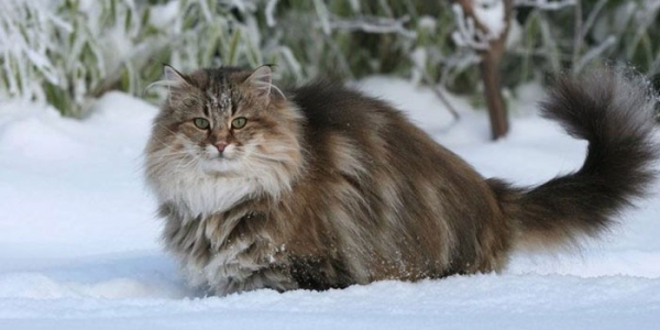 Норвежская лесная кошка - описание и стандарт породы, характеристики, особенности содержания и питания