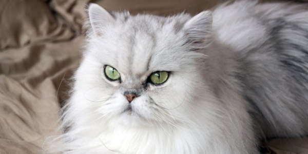 Персидская кошка