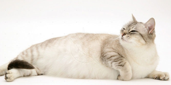Сколько кошка вынашивает котят