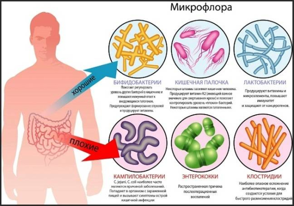 Познакомьтесь с микробиотой своего кишечника