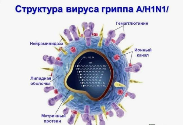 Что такое свиной грипп
