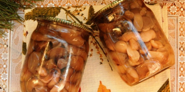 Маринованные маслята Маринованные маслята
