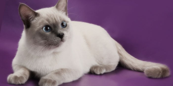 Тайская кошка