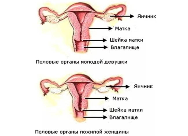 Биологические эффекты, вызванные старением