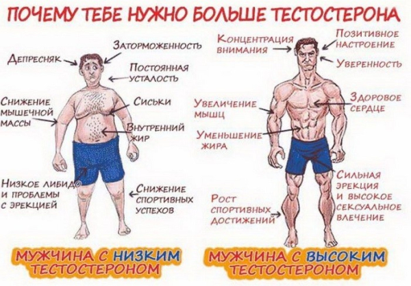 Какие продукты повышают тестостерон у мужчин Какие продукты повышают тестостерон у мужчин