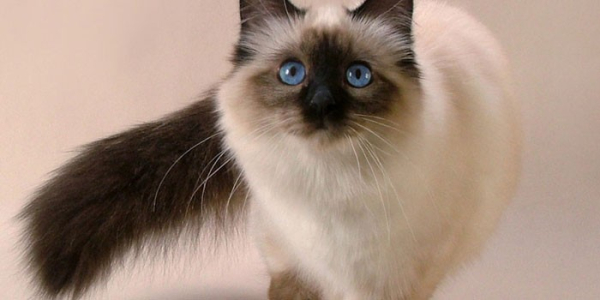 Тайская кошка