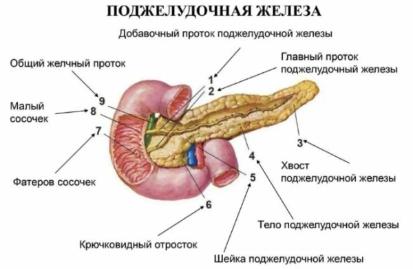Экзокринная недостаточность поджелудочной железы