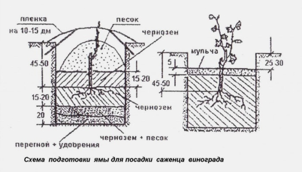 Как правильно посадить виноград
