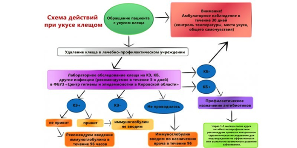 Куда обращаться, если укусил клещ - алгоритм действий, проведение анализа крови и исследования паразита Куда обращаться, если укусил клещ - алгоритм действий, проведение анализа крови и исследования паразита