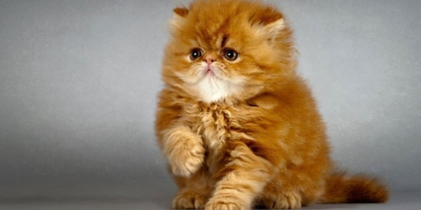 Персидская кошка