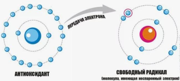 Что такое антиоксиданты