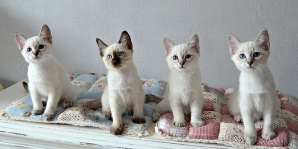 Тайская кошка